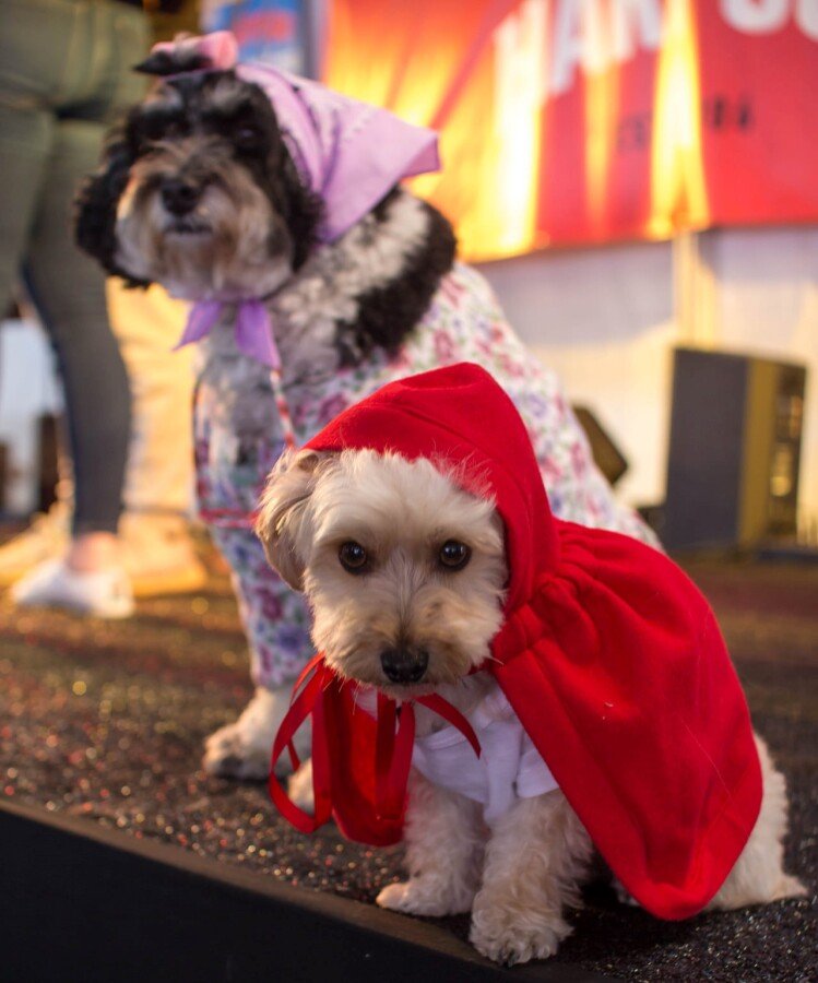 Weiner dog costume contest and dog race at the Multnomah County Fair