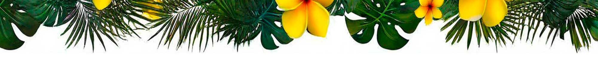 tropical border
