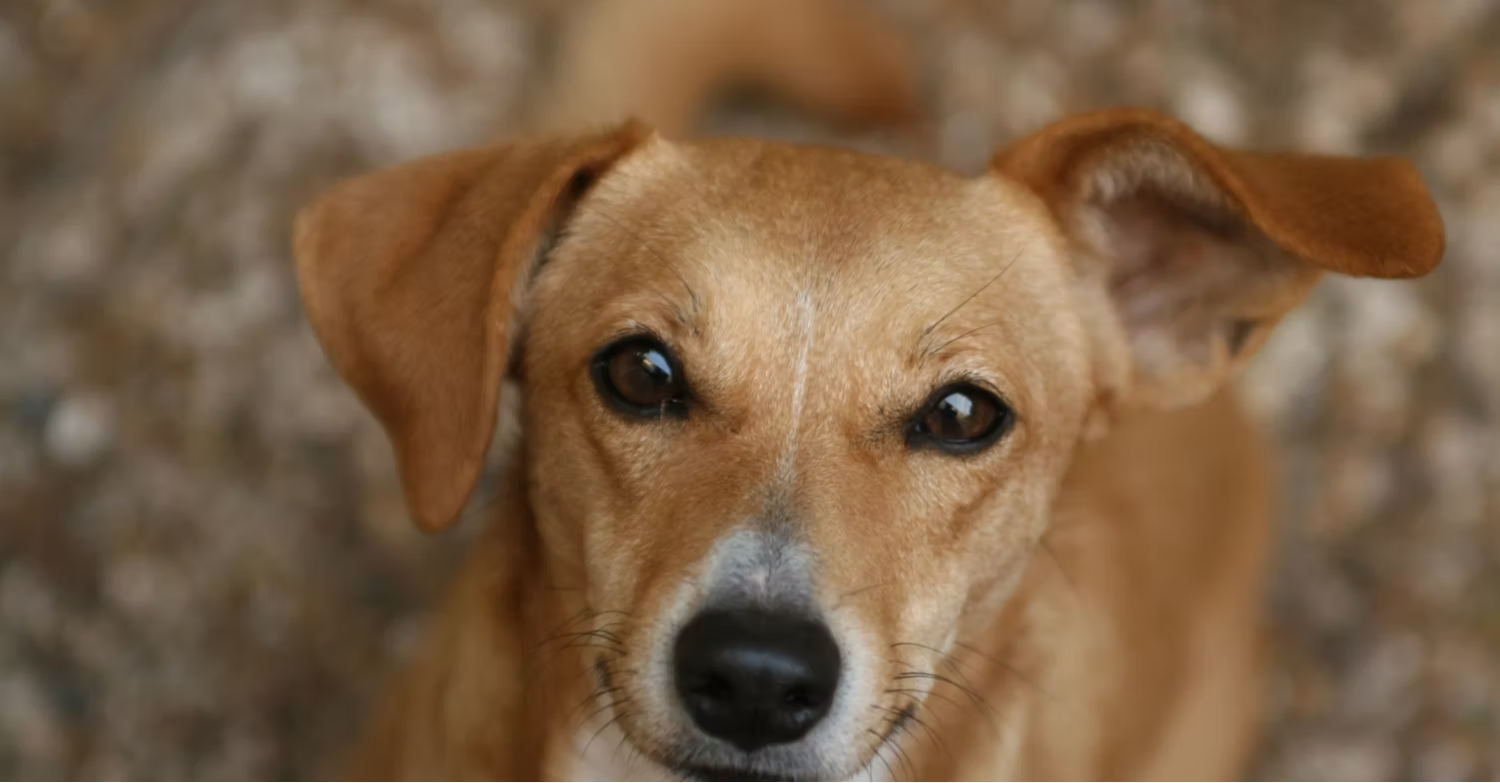 Finding Freedom Animal Rescue & Sanctuary