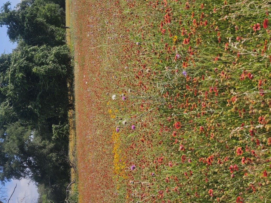 Wildflower meadows along the course at Turkey Bend
