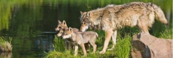 Wolves in Wisconsin - 1pm- 2:03pm