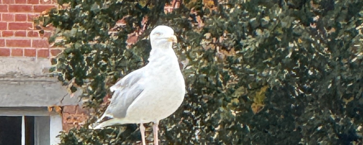 Slideshow Image
