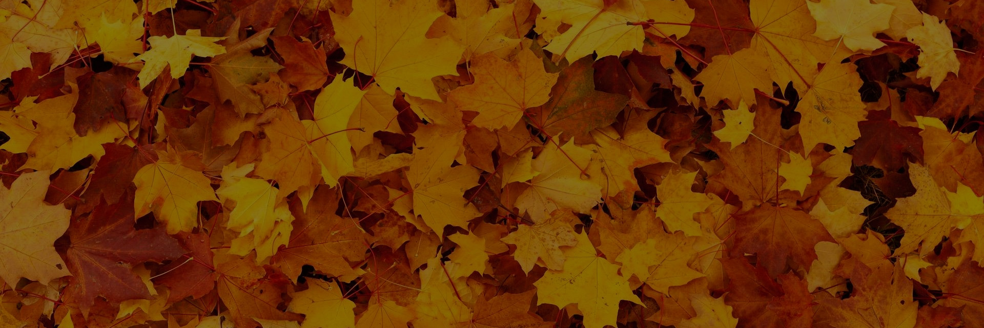 golden and orange colored fall leaves