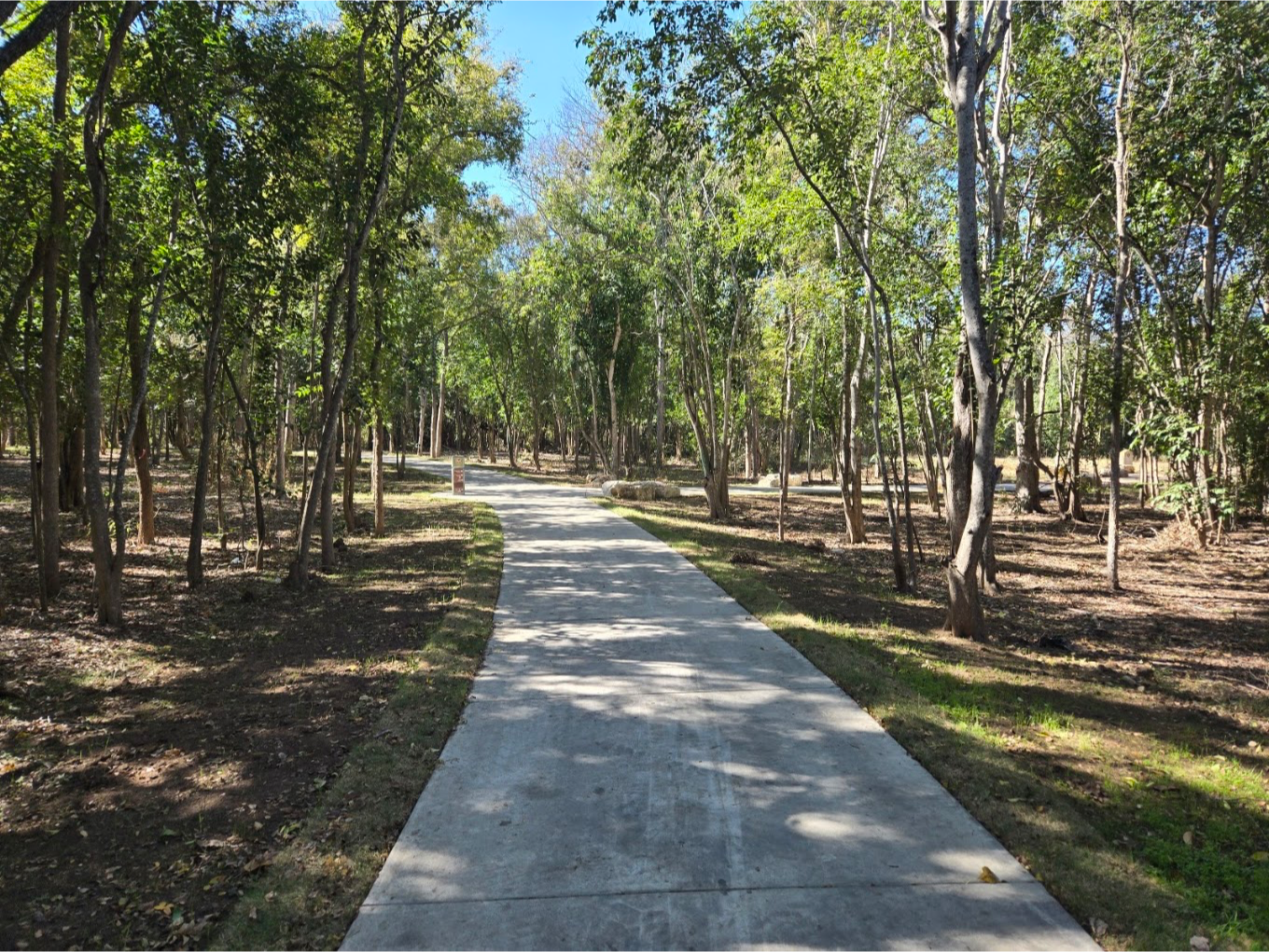 Trail going through trees at MLS park