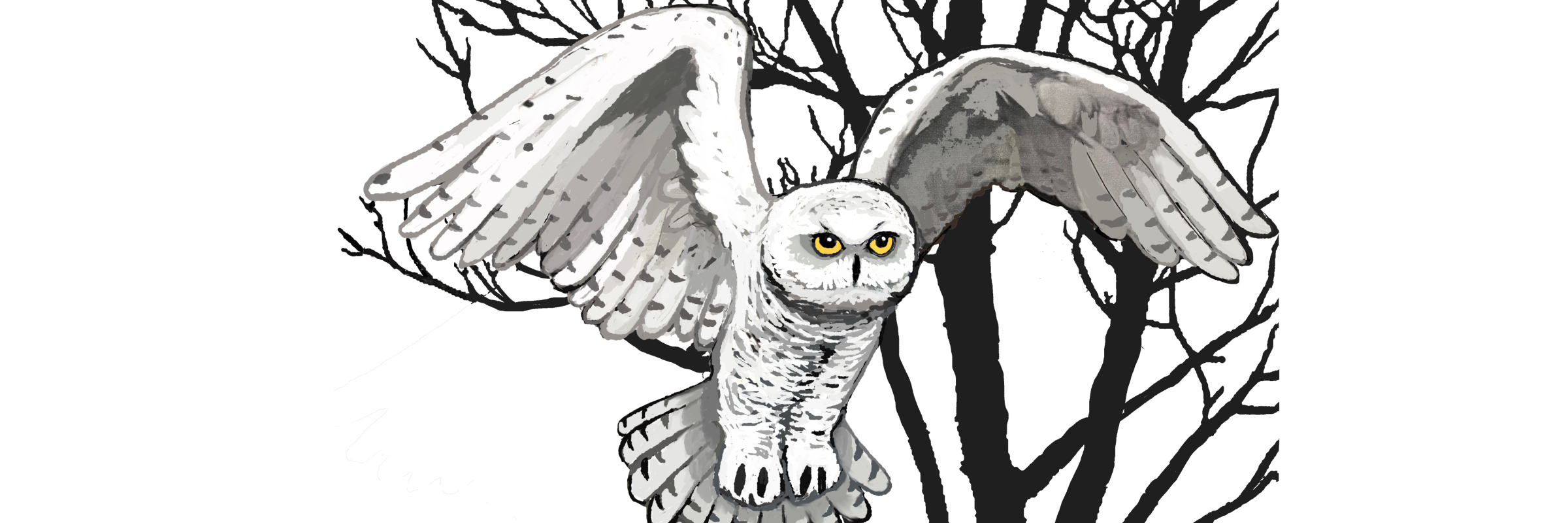 Snowy Owl Race artwork banner
